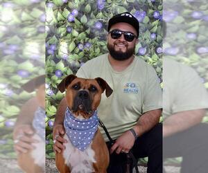 Boxer Dogs for adoption in Santa Barbara, CA, USA