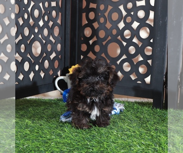 Medium Photo #1 Yorkipoo Puppy For Sale in MOUNT VERNON, OH, USA