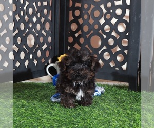 Yorkipoo Puppy for sale in MOUNT VERNON, OH, USA