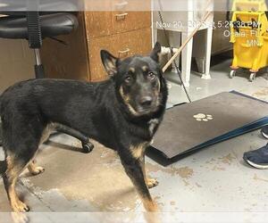 Australian Shepherd-German Shepherd Dog Mix Dogs for adoption in Ocala, FL, USA