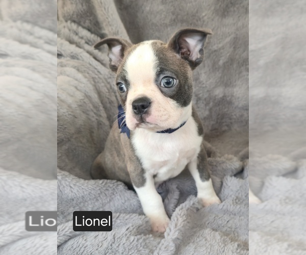 Medium Photo #3 Boston Terrier Puppy For Sale in MINERAL WELLS, WV, USA