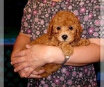 Small #6 Cavapoo (Miniature)