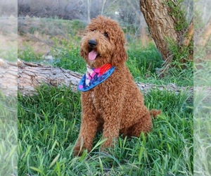 Mother of the Goldendoodle (Miniature) puppies born on 03/13/2025