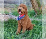 Small Photo #1 Goldendoodle (Miniature) Puppy For Sale in GLENDALE, AZ, USA