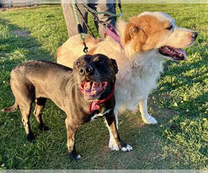 Great Pyrenees Dogs for adoption in Petaluma, CA, USA