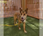 Small German Shepherd Dog Mix
