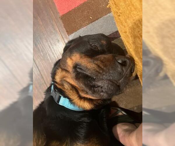 Medium Photo #6 Rottweiler Puppy For Sale in Orange Grove, TX, USA