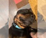 Small #5 Rottweiler