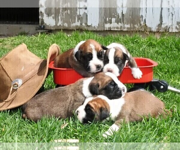 Medium Photo #2 Boxer Puppy For Sale in MANHEIM, PA, USA