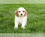 Small #2 Cockapoo (Miniature)