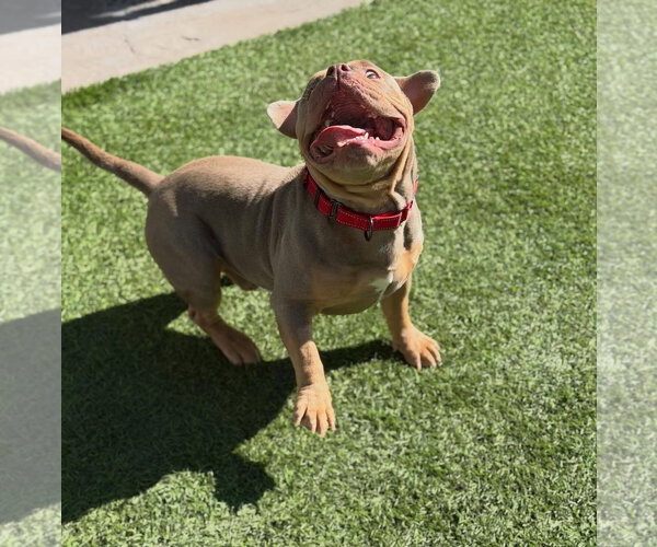 Medium Photo #5 Bulldog-Unknown Mix Puppy For Sale in Las Vegas, NV, USA