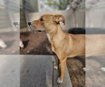 Small #8 Labrador Retriever Mix