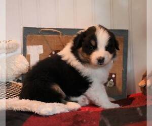 Australian Shepherd Puppy for sale in WESTFIELD, MA, USA