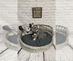 Small Photo #1 French Bulldog Puppy For Sale in OCALA, FL, USA