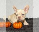 Small Photo #2 French Bulldog Puppy For Sale in BRONX, NY, USA
