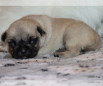 Small Photo #58 Pug Puppy For Sale in WINNSBORO, TX, USA