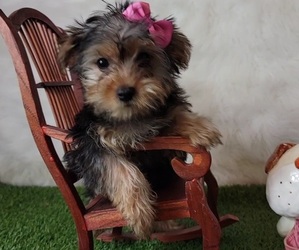 Yorkshire Terrier Puppy for sale in SAINT CLOUD, FL, USA