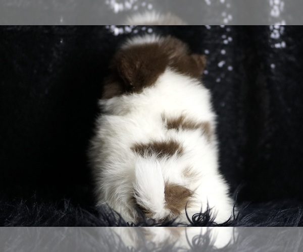 Medium Photo #106 Pomeranian Puppy For Sale in WARSAW, IN, USA