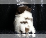 Small Photo #106 Pomeranian Puppy For Sale in WARSAW, IN, USA