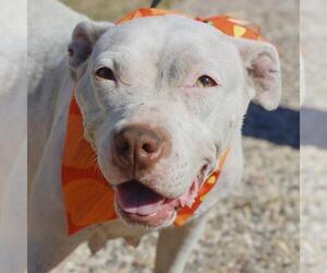 American Staffordshire Terrier-Unknown Mix Dogs for adoption in San Antonio, TX, USA