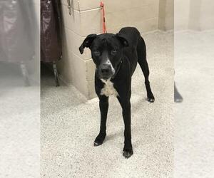 Great Dane-Unknown Mix Dogs for adoption in Conroe, TX, USA