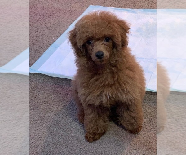 Medium Photo #16 Poodle (Toy) Puppy For Sale in LIVE OAK, FL, USA