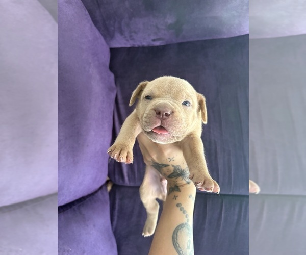 Medium Photo #1 American Bully Puppy For Sale in JACKSONVILLE, FL, USA