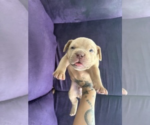 American Bully Puppy for sale in JACKSONVILLE, FL, USA