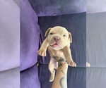 Small American Bully