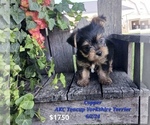 Puppy Copper Yorkshire Terrier