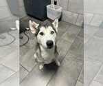Small #2 Huskies  Mix