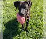 Small #7 Boxer-Pointer Mix
