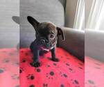 Small Photo #8 French Bulldog Puppy For Sale in FONTANA, CA, USA