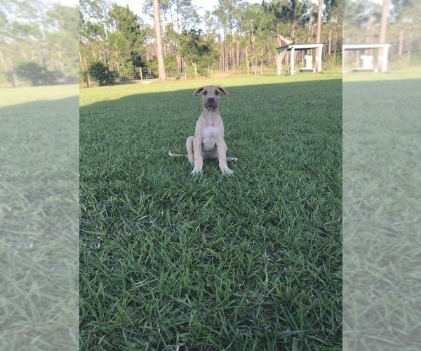 Medium Photo #1 Great Dane Puppy For Sale in LAKE WALES, FL, USA