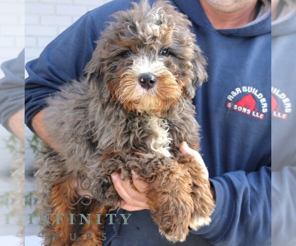 Medium Photo #2 Bernedoodle (Miniature) Puppy For Sale in NARVON, PA, USA