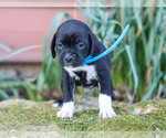 Small #2 Jug-Treeing Walker Coonhound Mix