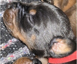 Medium Doberman Pinscher