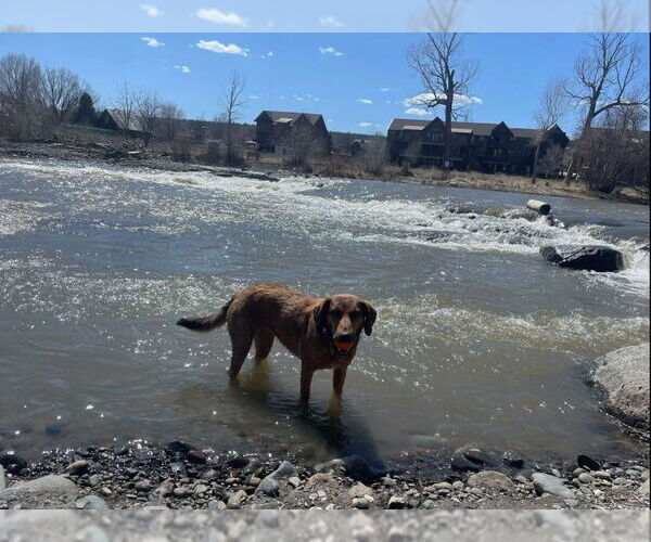 Medium Photo #4 Coonhound-Labrador Retriever Mix Puppy For Sale in Mouth Of Wilson, VA, USA