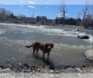 Sage - Female Coonhound-Labrador Retriever Mix Dog for Adoption - Photo #4