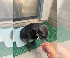 Pugsy Malone - Male Pug-Unknown Mix Dog for Adoption - Photo #4