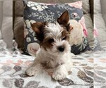 Small Photo #14 Biewer Terrier Puppy For Sale in CANBY, OR, USA
