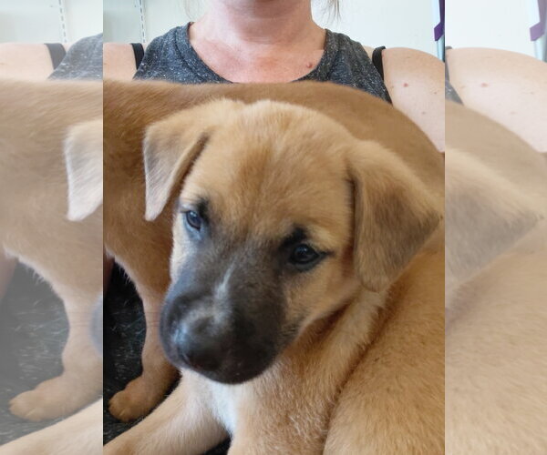 Medium Photo #4 German Shepherd Dog-Unknown Mix Puppy For Sale in Holly Springs, NC, USA