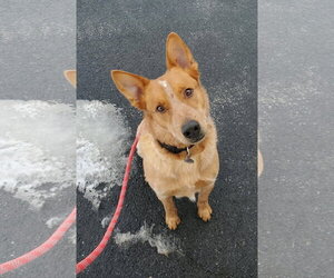 - Mix Dogs for adoption in Williamsburg, IA, USA