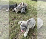 Small Photo #3 French Bulldog Puppy For Sale in HACK, NJ, USA