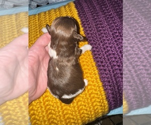 ShihPoo Puppy for sale in LUDLOW, MA, USA