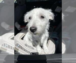 Mutt Dogs for adoption in San Antonio, TX, USA