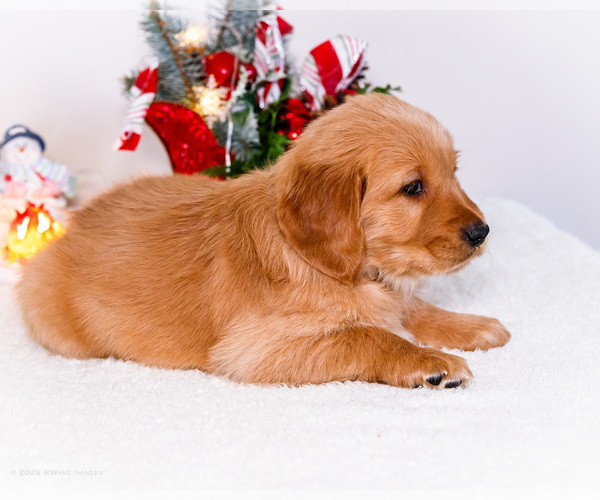 Medium Photo #68 Golden Retriever Puppy For Sale in WAKARUSA, IN, USA