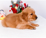 Small #8 Golden Retriever