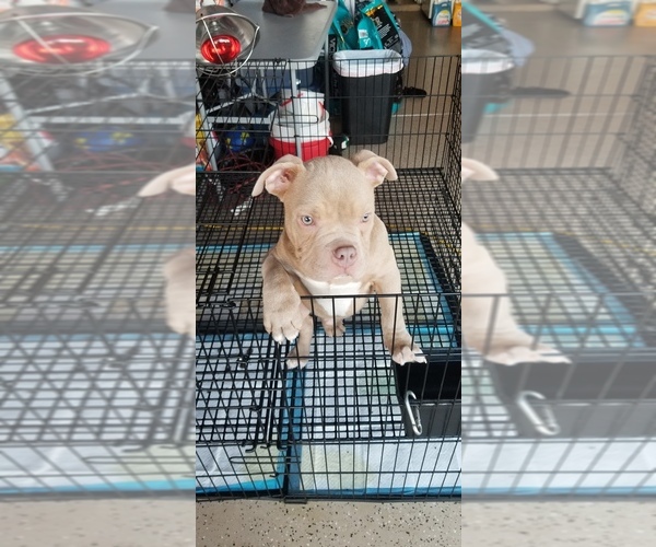 Medium Photo #1 American Pit Bull Terrier Puppy For Sale in STKN, CA, USA