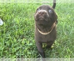 Small Photo #11 Labrador Retriever Puppy For Sale in MARYVILLE, TN, USA